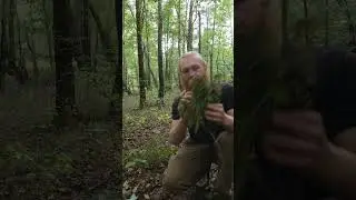 Squirrels like em, you'll like em too. #foraging #bushcraft #food