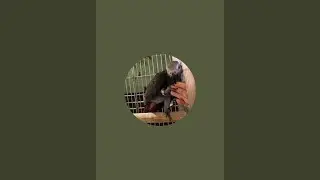 Kuku African Grey parrot is live!