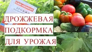 Все Прет как на Дрожжах! Подкормка Дрожжами для Отличного Урожая.