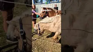 Пони с прическами. Ponies with hairstyles. 