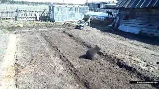 Медвежата