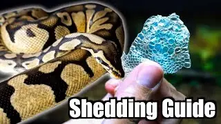 All About Ball Python Shedding Guide and Tips