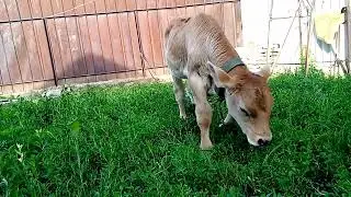 Алатауский бычок будет в продаже !!!