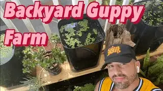 BACKYARD GUPPY FARM - BREEDING GUPPIES FOR PROFIT