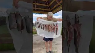 Hot smoked pike and perch🐟😋 / Щука и окунь горячего копчения🐟😋 #pandasakha #fish #food