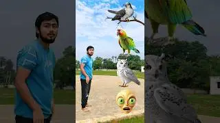 Alien head to koyel, parrot, owl & pigeon - Funny vfx magic video 😂 #shorts