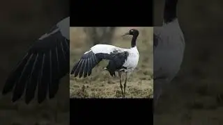Черношейный журавль