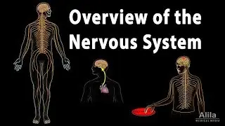 Overview of the Nervous System, Animation