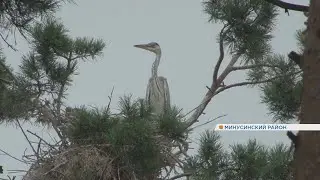 Краснокнижные птицы. Цапли.