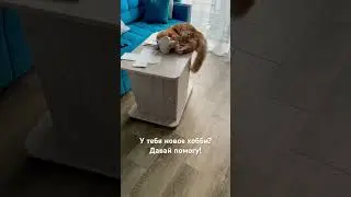 Мартин всегда рад помочь. #мейнкун #котейки #kater #большойкот #интересно