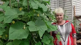 УДАЛЯТЬ ЛИ ЛИСТЬЯ У ОГУРЦОВ? Ольга Чернова.