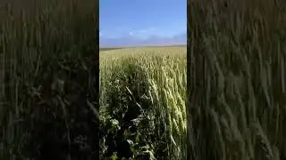 Влияние Гумина на рост пшеницы.