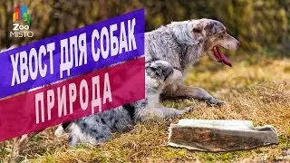 Лакомство для собак Хвост от компании Природа | Обзор лакомства Хвост для собак Природа