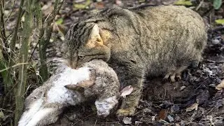 Он Ловит Кроликов как Мышей! Лесной кот – скрытный и Яростный хищник!