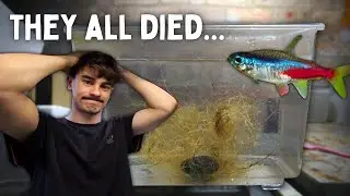 I lost all my neon tetra babies... | Day in the Fish Room #39