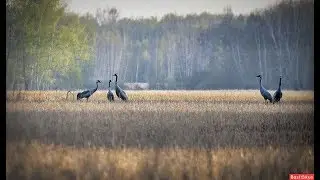 И снова в небе журавли....