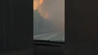 жалка леса !