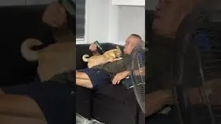 This cute dog LOVES a massage gun 🤣