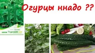 Семена огурцов из Китая (алиекспресс)