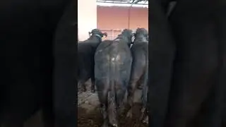 Водил мол бозори
