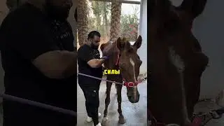 Спас лошадь от плохого хозяина 