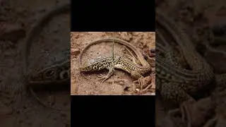 Килеватые тейиды