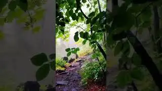 Сказочно-красивый лес🌲