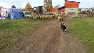 Бордер колли пасет овец. Загон в овчарню. ДЦ Династия