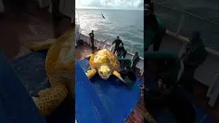 Giant Sea Monsters Caught by Fishermen! 🐙🎣#GiantSeaCreatures #FishingDiscoveries #OceanMysteries