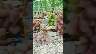 Виноград Тропиканка