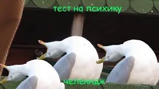 тест на психику челендж