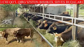 QIRG’IZSTON BISHKEK SHVES BUQALARI KELDI,1/CHI QO’L OZLARI OLIB KELISHADI