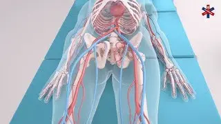 3D Medical Visualisation and 3D Medicine Procedure Animation of REBOA.