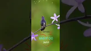 КУТМАН ТАҢЫҢАР МЕНЕН💐. ,, Өмүр кайда шашасың 