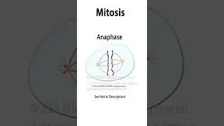 Mitosis Animation  #science #medicalanimation #celldivision  #biology #mitosis #cellbiology