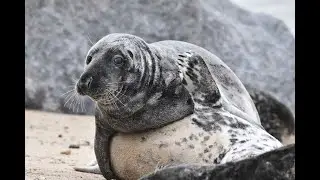 Atlantic Grey Seals Halichoerus grypus undergoing their annual moult on a Norfolk Beach Part 2