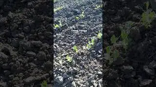 4.05.2024. Огляд городу.