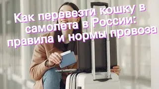 Как перевезти кошку в самолета в России: правила и нормы провоза