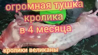 Вес тушки кроликов великанов в 4 месяца. Очень  крупная тушка на вид и на вес.