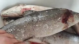 Сухой посол рыбы! Вяленая рыба Муксун это просто и очень вкусно!