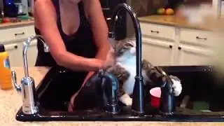 Top 200 Highlights of Animals. Cats - VERY FUNNY ANIMALS. Лучшие приколы с котами!!