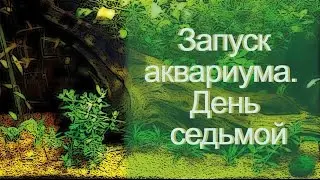 7 дней с момента запуска аквариума. Новые обитатели.