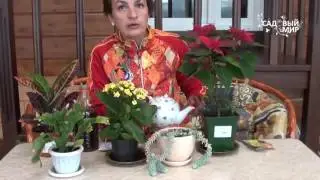 Чем подкормить растения осенью и зимой