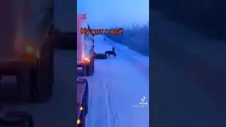 волки на трассе