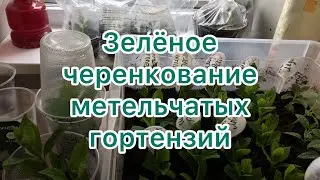 ЗЕЛЁНОЕ ЧЕРЕНКОВАНИЕ ГОРТЕНЗИЙ