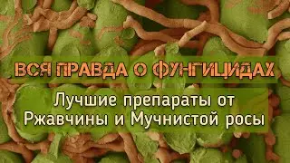 Вся правда о фунгицидах! Самые эффективные препараты для лечения ржавчины роз и мучнистой росы🌹