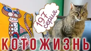 СОЗДАЕМ УЮТ🔸КАК УСТРОИЛАСЬ БЕЛЕНЬКАЯ КОШКА и другие истории😻КОТОЖИЗНЬ!