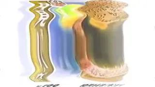 Mcdonalds Logos In Vicious G Major
