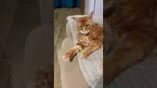 Странные события творятся вокруг #кот #котяра #рыжийкот