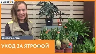 Экзотичсекая ятрофа. Советы по уходу за растением от биолога компании 